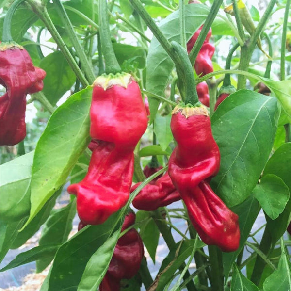 Peter Pepper Plant (1 Plant)