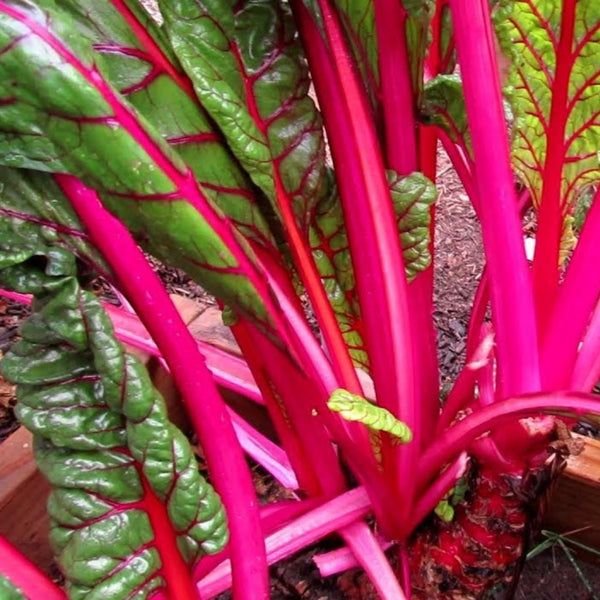 Pink Swiss Chard Plants (6 Plants)