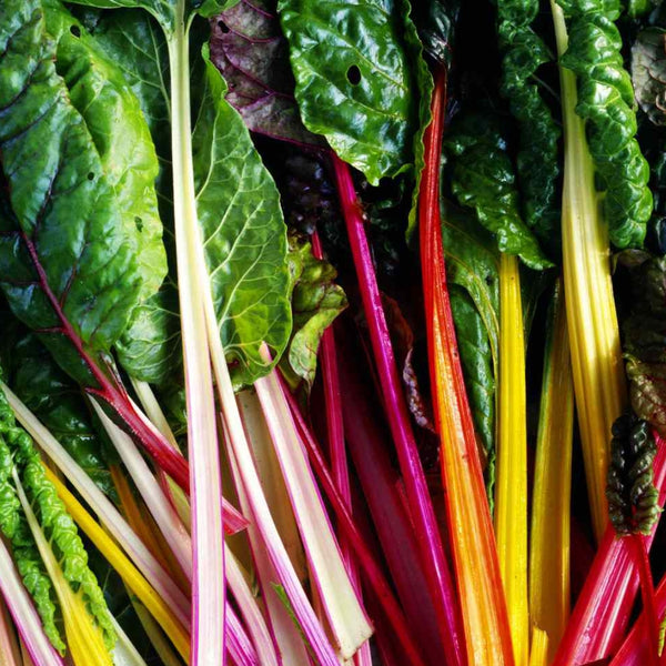 Assorted Swiss Chard Plants (6 Plants)