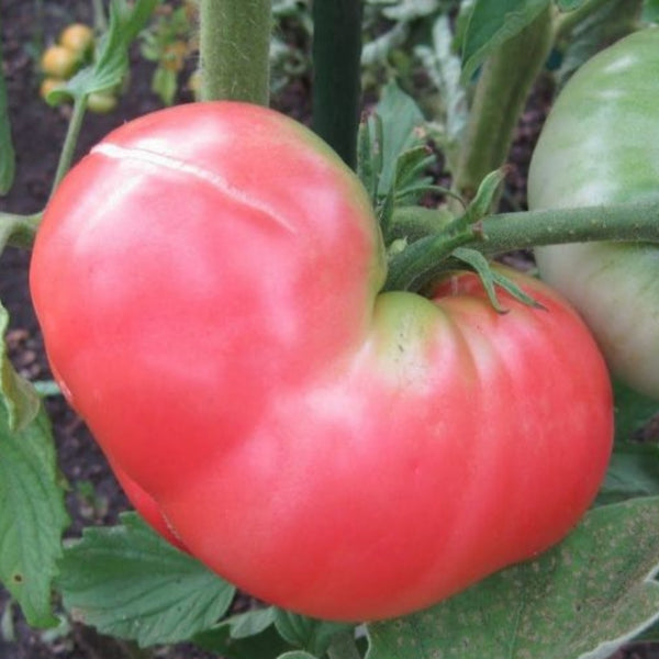 Pink Lady Tomato Plant (1 Plant)