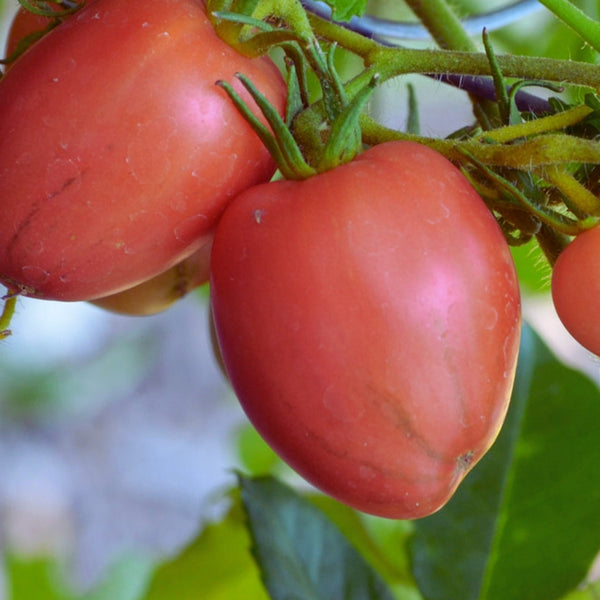 Pink Oxheart Tomato Plant (1 Plant)