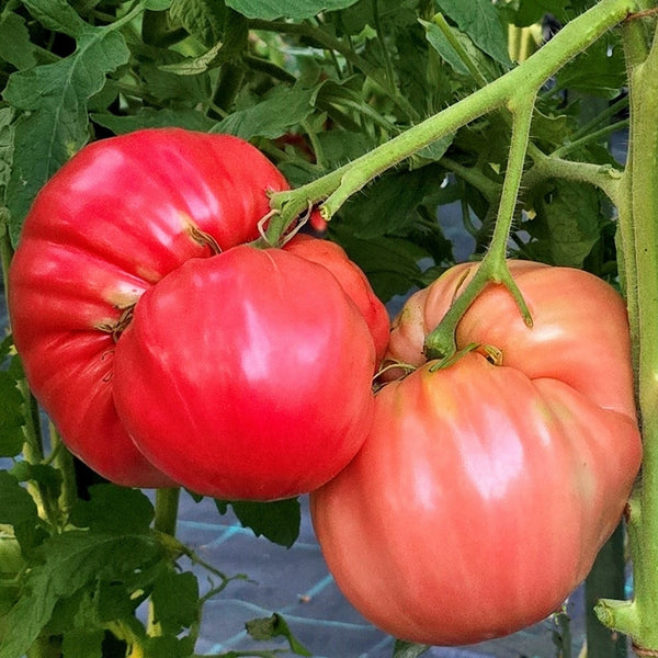 Ponderosa Tomato Plant (1 Plant)