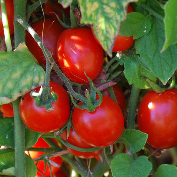 Principe Tomato Plant (1 Plant)