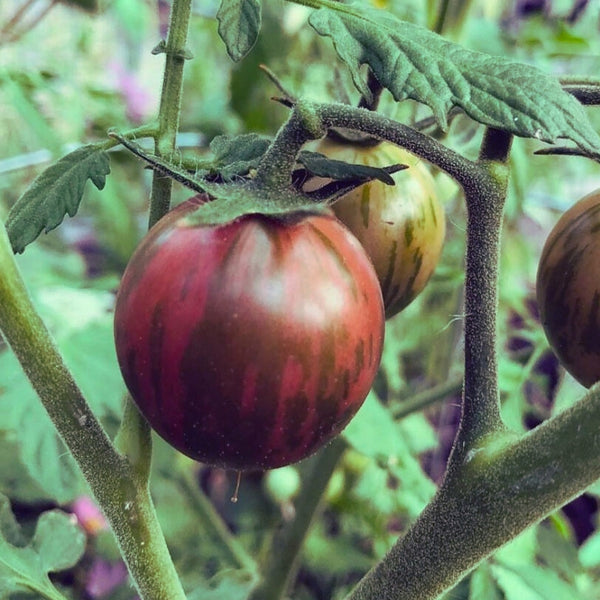 Purple Zebra Tomato Plant (1 Plant)