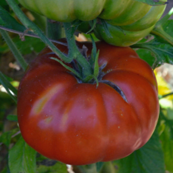 Red Brandywine Tomato Plant (1 Plant)