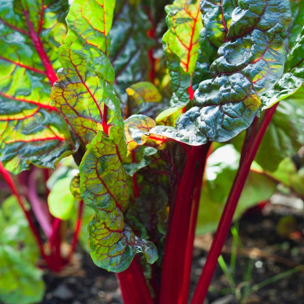 Red Swiss Chard Plants (6 Plants)