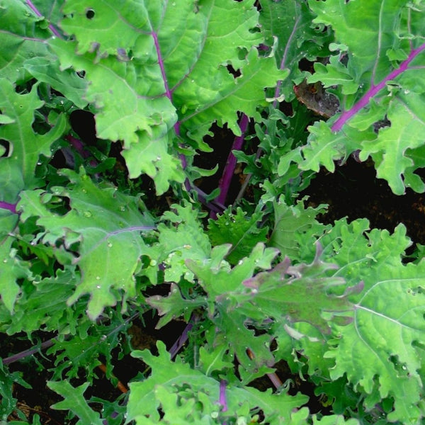 Red Russian Kale Plants (6 Plants)