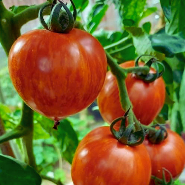 Red Zebra Tomato Plant (1 Plant)