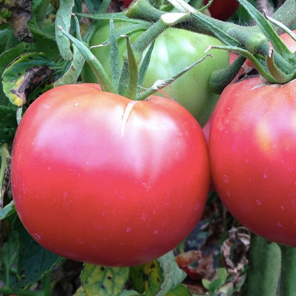 Rose de Berne Tomato Plant (1 Plant)