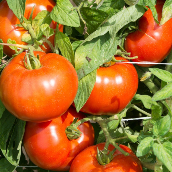 Rutgers Tomato Plant (1 Plant)