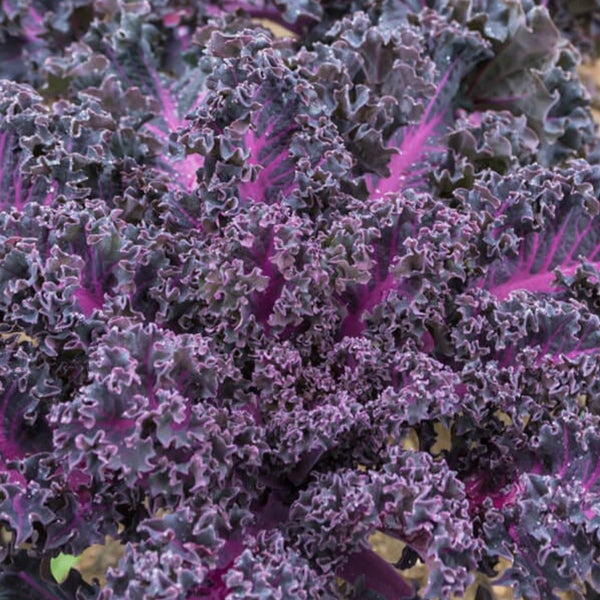 Scarlet Kale Plants (6 Plants)