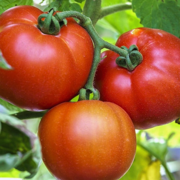 St. Pierre Tomato Plant (1 Plant)