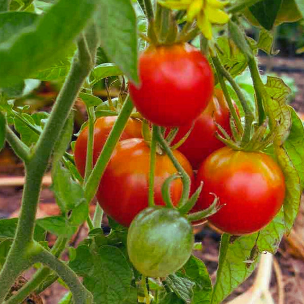 Stupice Tomato Plant (1 Plant)