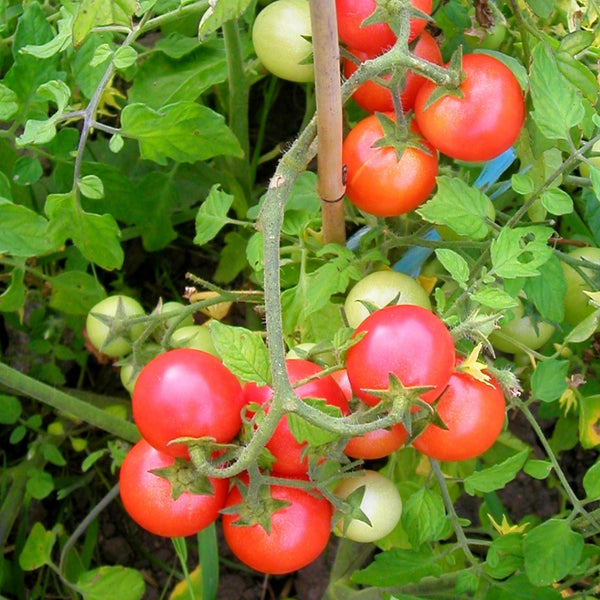 Sub Arctic Tomato Plant (1 Plant)