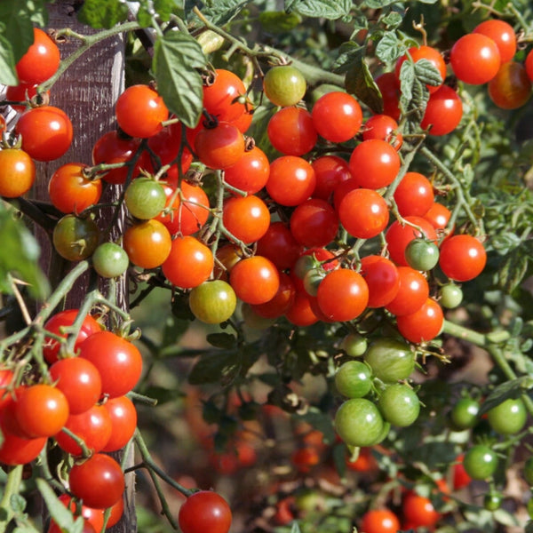 Sweet Million Tomato Plant (1 Plant)