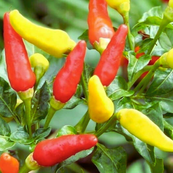 Tabasco Pepper Plant