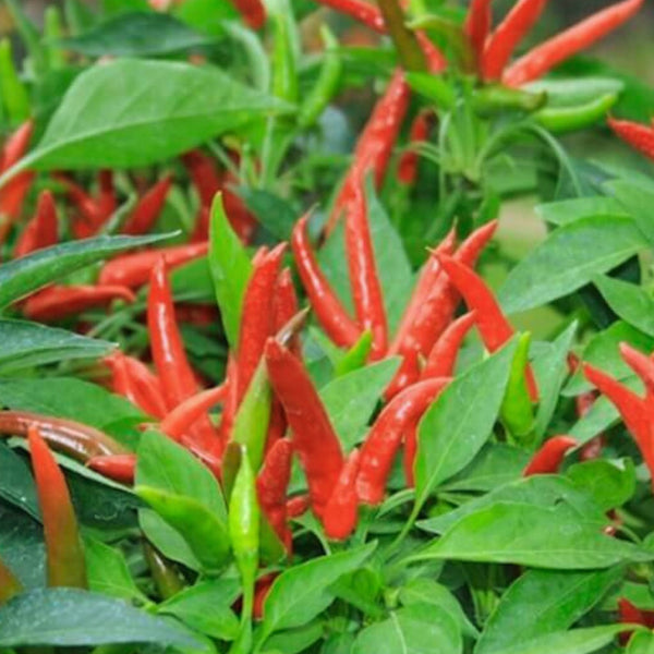 Thai Chili Pepper Plant (1 Plant)