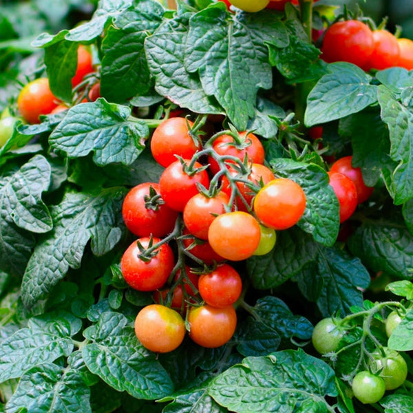 Tiny Tim Tomato Plant (1 Plant)