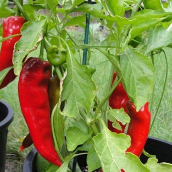 Txorixero Pepper Plant (1 Plant)