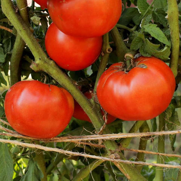 Beefsteak Tomato  (1 Plant)