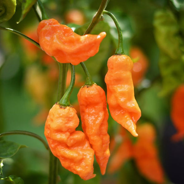 Ghost Pepper (Bhut Jolokia) Orange (1 Plant)