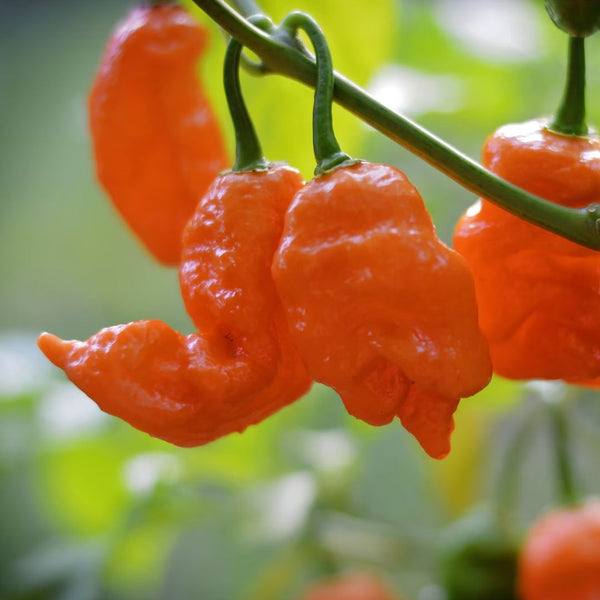 Trinidad Scorpion Butch T Pepper - Orange - (1 Plant)