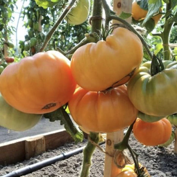 Big Rainbow Tomato (1 Plant)