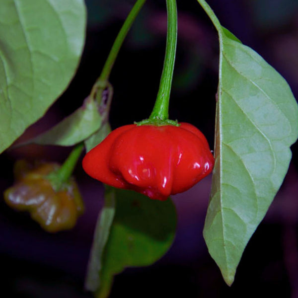 Brazilian Starfish Pepper (1 Plant)