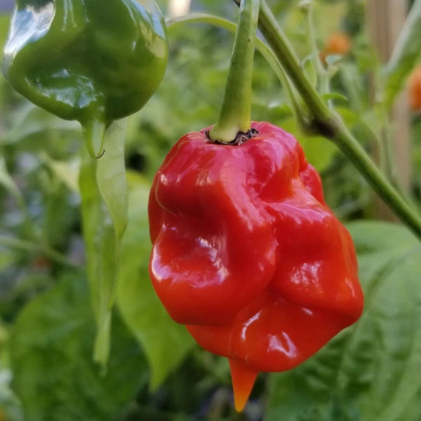 Sweet Moruga Pepper (1 Plant)