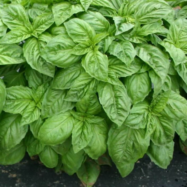 Italian Basil (1 Plant)