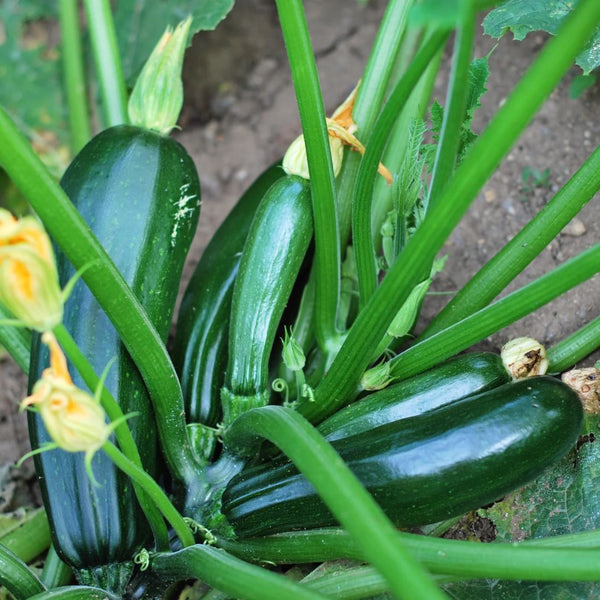 Black Beauty Squash (1 Plant)