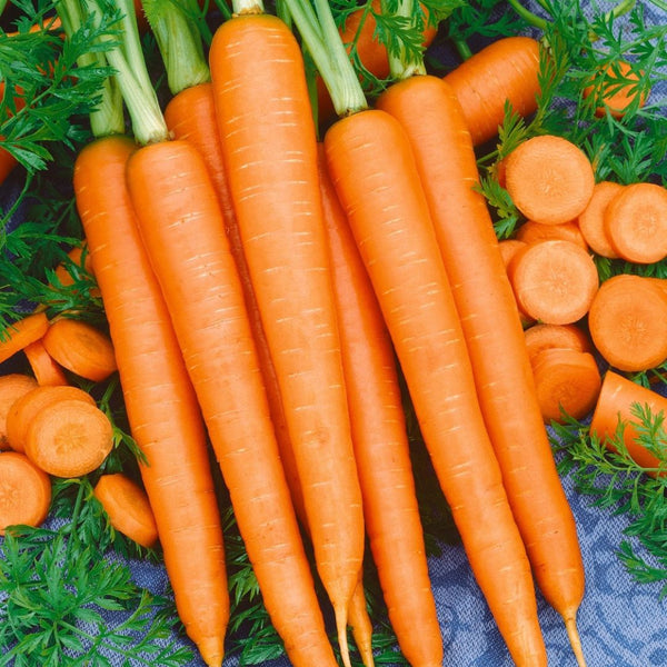 Premium Tendersweet Carrot Seeds