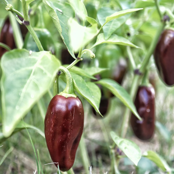 Jalapeno Pepper - Chocolate - (1 Plant)