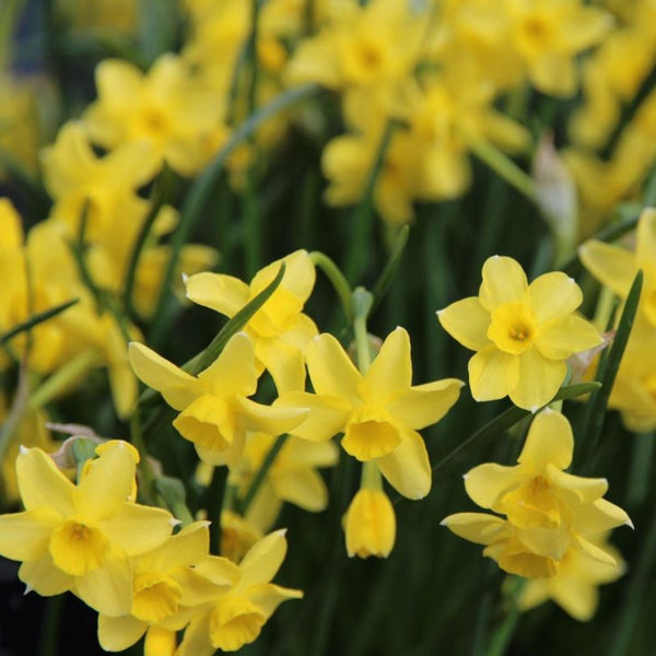 Mini Daffodil "Sabrosa" Bulbs Pre-Order