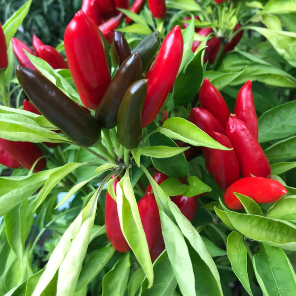 Chili Pepper Plant - Upward Facing (1 Plant)