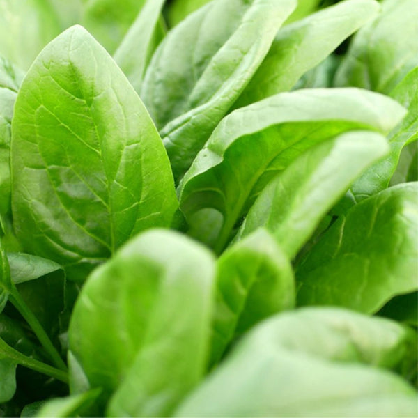 Monstrueux De Viroflay Spinach Plants (6 Plants)