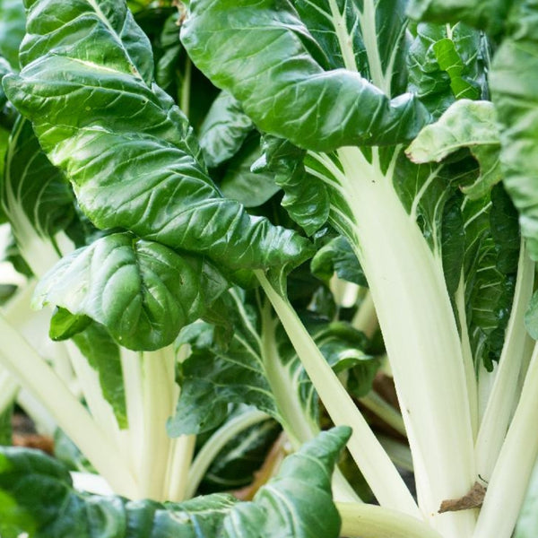 White Swiss Chard Plants (6 Plants)