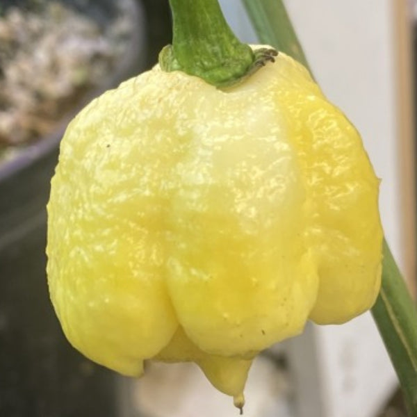 White Carolina Reaper Pepper Plant (1 Plant)