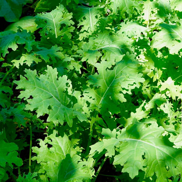 White Russian Kale Plants (6 Plants)