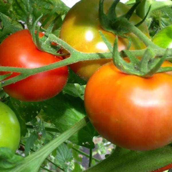 Whopper Tomato Plant (1 Plant)