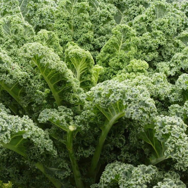 Winterbor Kale Plants (6 Plants)