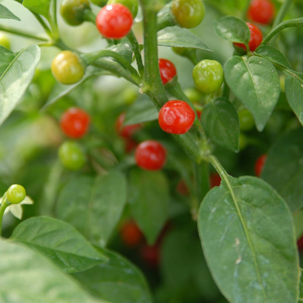 Wiri Wiri Pepper Plant (1 Plant)