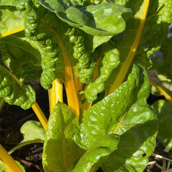 Yellow Swiss Chard Plants (6 Plants)