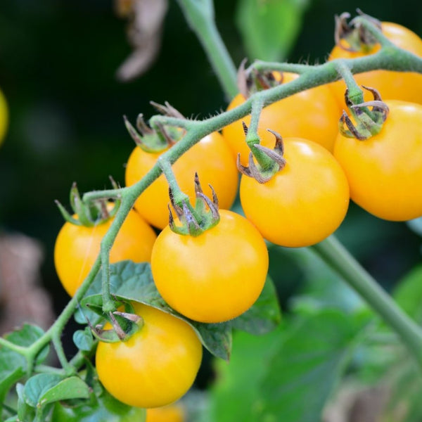 Yellow Mini Tomato Plant (1 Plant)