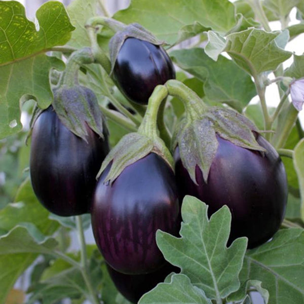 Black Beauty Eggplant (1 Plant)