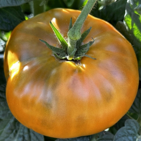 Uluru Ochre Tomato Plant (1 Plant)