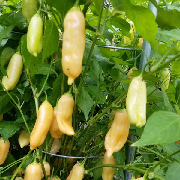 Aji Peach Drop Pepper (1 Plant)