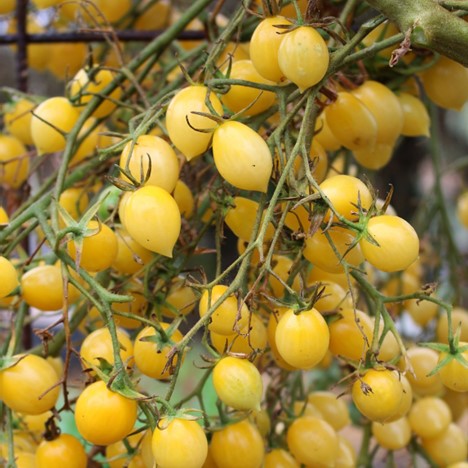 Barry’s Crazy Cherry Tomatoes (1 Plant)