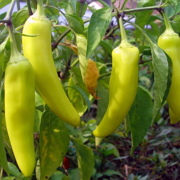 Banana Peppers (1 Plant)