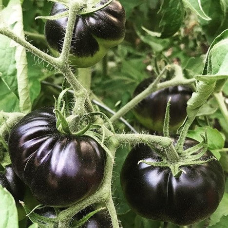 Black Beauty Tomato (1 Plant)